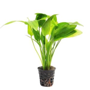 Amazon Sword 3 to 5 Leaves With Pot Live Aquarium Aquatic Plant (Pack Of 2)