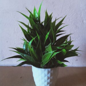 plastic plant