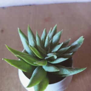 plastic plant / Natural look plant