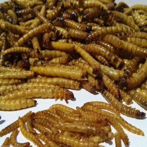 Superworms for Aquarium Fish / Birds