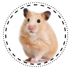 Hamster